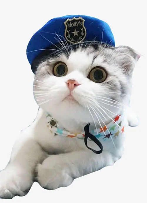 戴帽子猫咪免抠