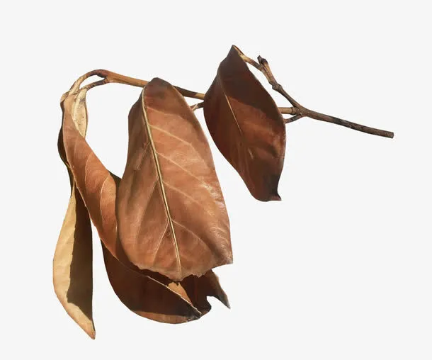 棕色枯枝枯叶免抠