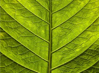 树叶 纹理 叶子细节 树叶纹理免抠