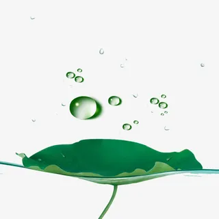 荷叶露珠免抠
