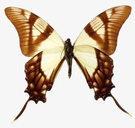 渐变燕尾蝶免抠