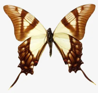 渐变燕尾蝶免抠