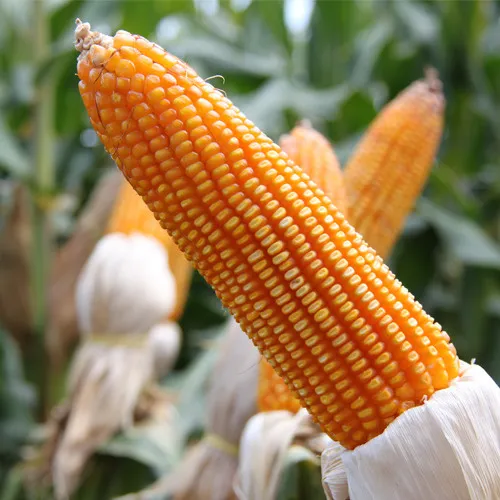 玉米，黄色，成熟，丰收免抠