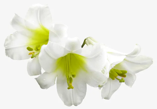 美丽鲜花免抠