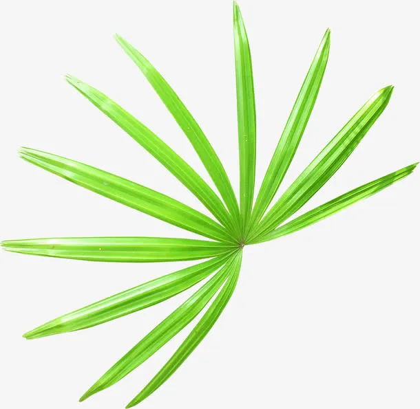 夏日沙滩海报植物树叶免抠