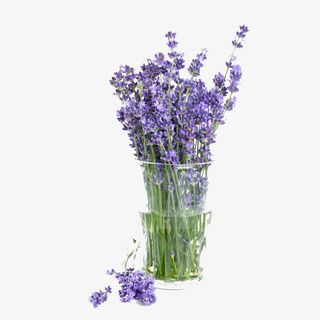 真薰衣草免扣素材免抠
