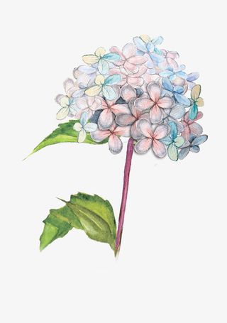 水彩浪漫超唯美手绘彩色花朵免抠