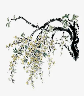 桂花免抠 桂花免抠