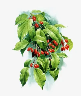 手绘山茱萸果实免抠
