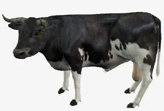黑色长角奶牛素材免抠