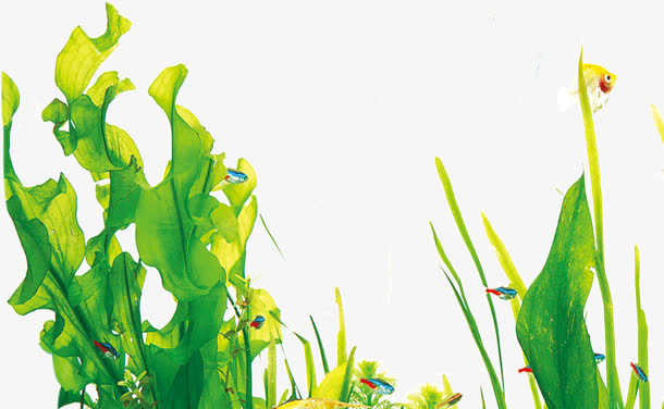 绿色手绘卡通水藻免抠