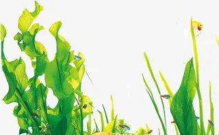 绿色手绘卡通水藻免抠