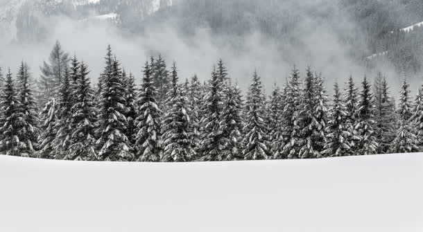 白色雪地松树林海报背景