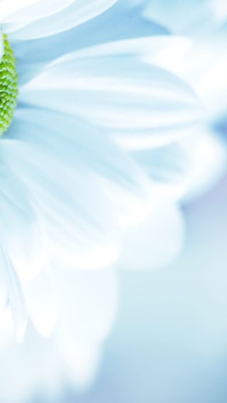 风景蓝色渐变白花H5背景素材高清