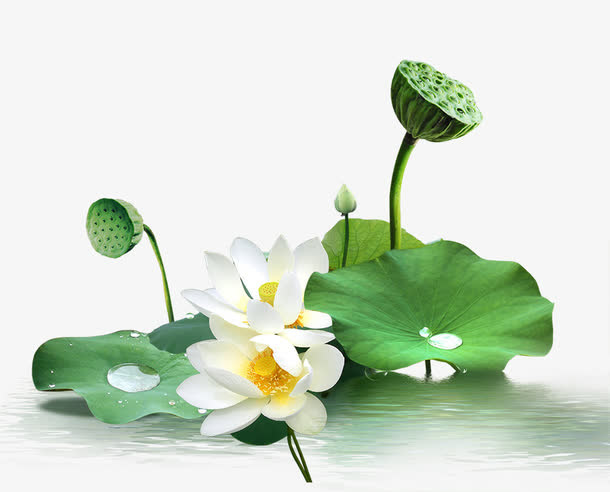 荷花免抠