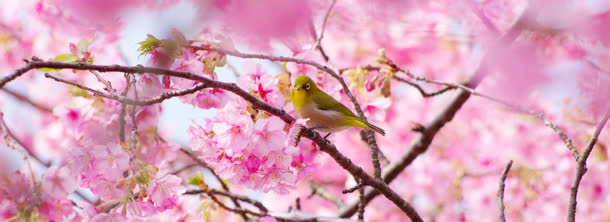 桃花免抠