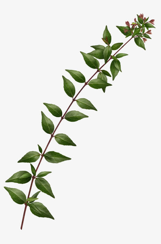 长长的绿树叶免抠