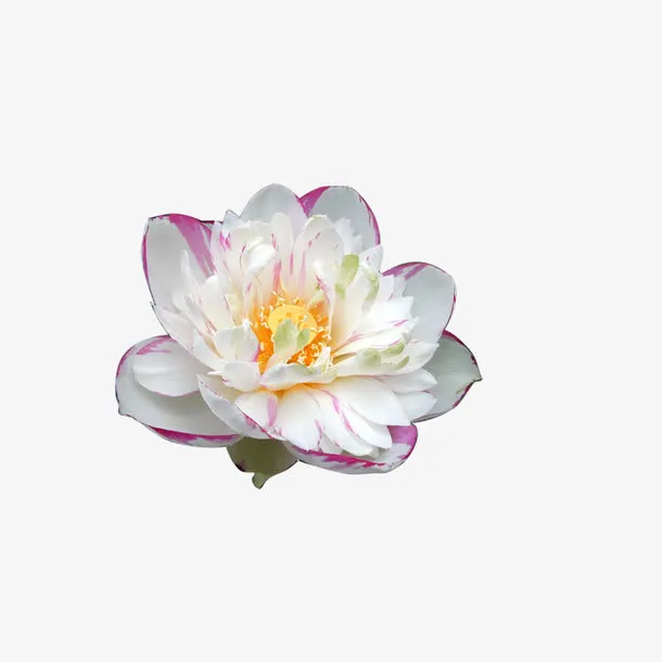 荷花素材免抠
