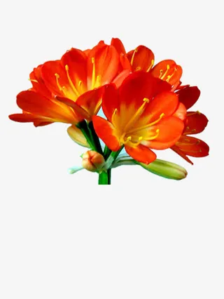 绽放的君子兰免抠