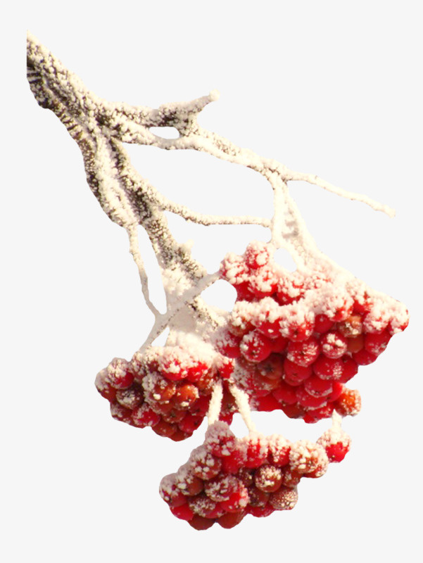 雪花包裹的红色果实免抠