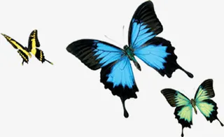 夏日活动海报蝴蝶效果免抠