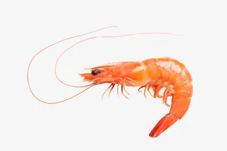 一个大虾素材吧免抠