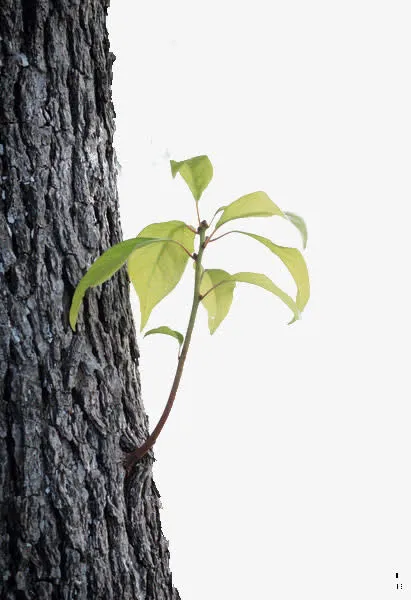 新出的枝丫免抠