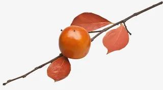 一个柿子图片下载免抠