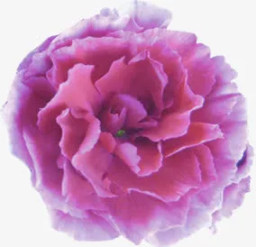 春季粉色母亲节花朵免抠