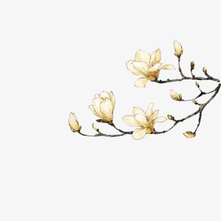 白色木兰花免抠