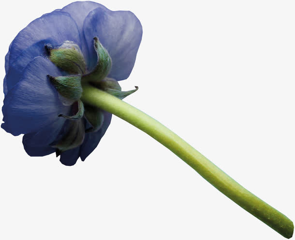 花卉免抠