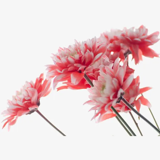 渐变粉色花朵素材免抠