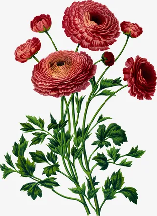 文艺清新花草海报设计装饰免抠