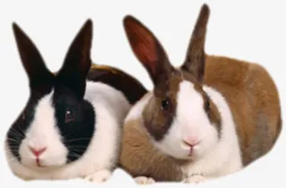 两只兔子免抠