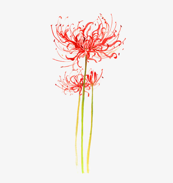 花卉免抠