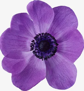 紫色的花瓣免抠