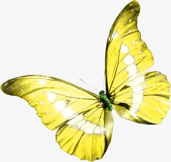 黄色蝴蝶免抠