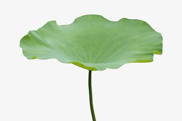 荷叶特写免抠