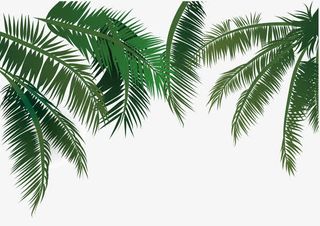 椰子树叶免抠
