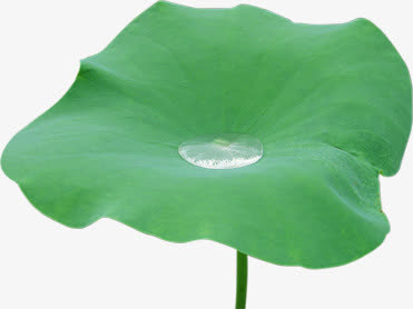 春天绿色荷叶上的水滴装饰免抠