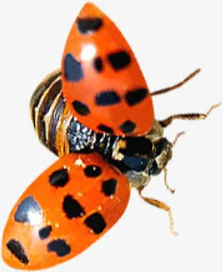 野外瓢虫美景装饰免抠