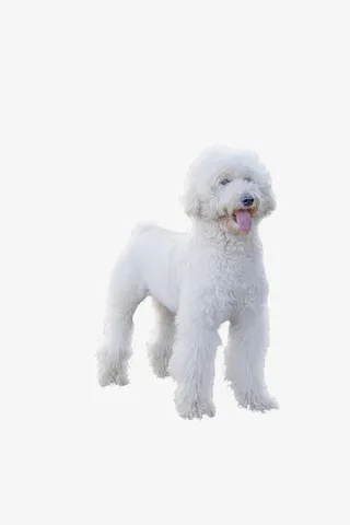白色泰迪 比熊免抠