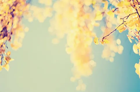 黄色叶片枝条七夕情人节海报背景