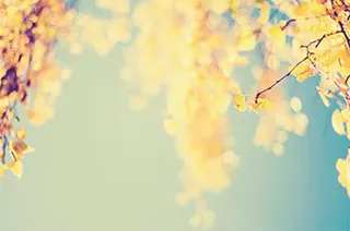 黄色叶片枝条七夕情人节海报背景