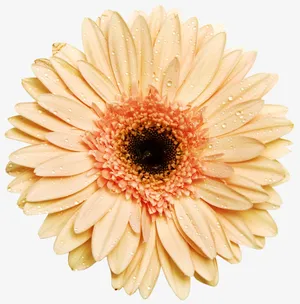 花朵免抠