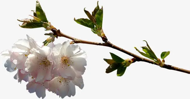 一枝杏花免抠