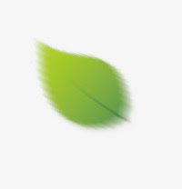 漂浮的绿叶免抠