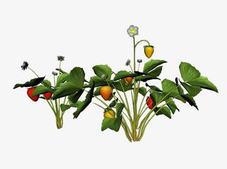 草莓植物插图免抠