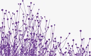 矢量手绘紫色薰衣草免抠