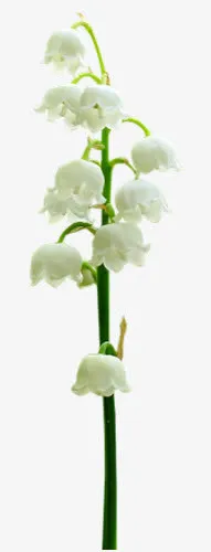 白色铃兰免抠